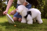 A small, fluffy white dog wearing a harness is standing on the grass next to a person who is kneeling. The person is showing a book to the dog, pointing at a page. The background includes green leaves and sunlight filtering through trees.