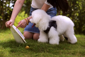 A small, fluffy white dog wearing a harness is standing on the grass next to a person who is kneeling. The person is showing a book to the dog, pointing at a page. The background includes green leaves and sunlight filtering through trees.