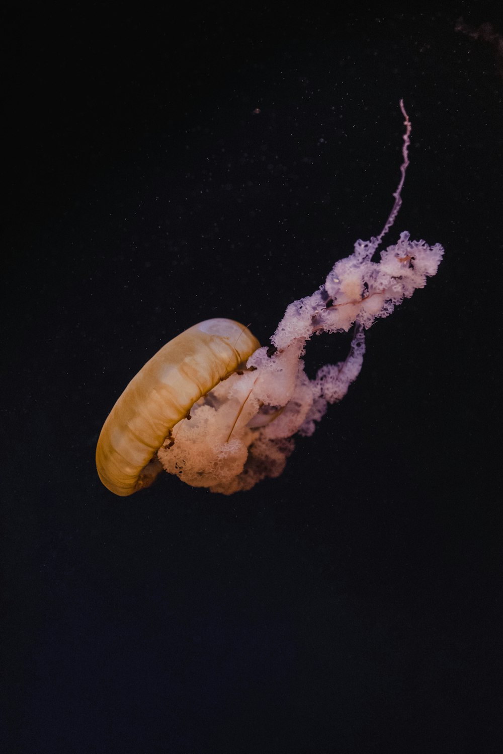 brown jellyfish underwater