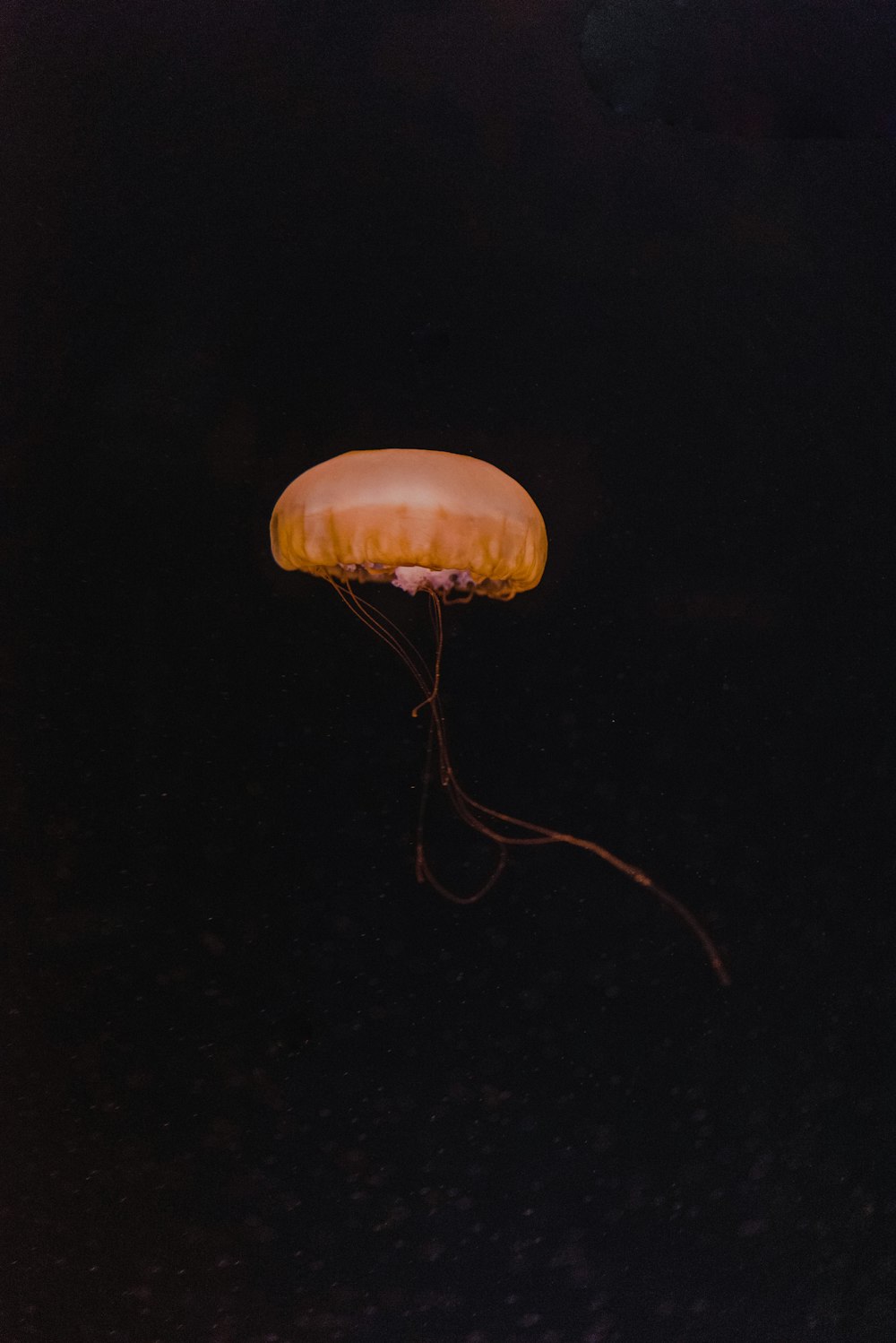 jellyfish swimming in the water