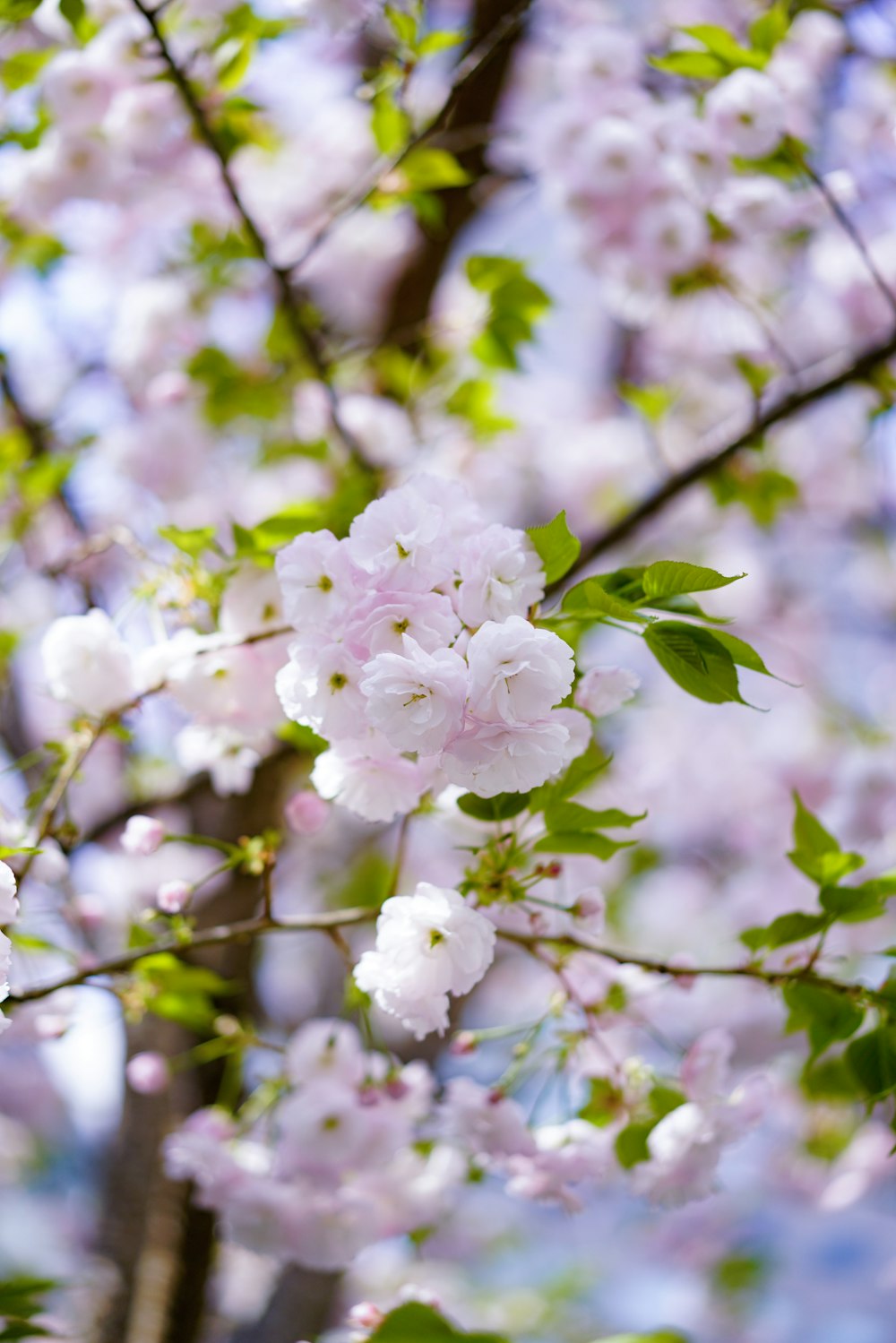 green-leafed plant with white flowers