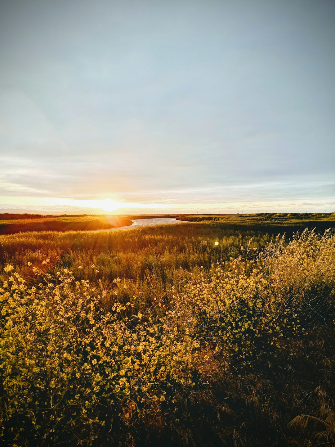 grass field and river during golden hour