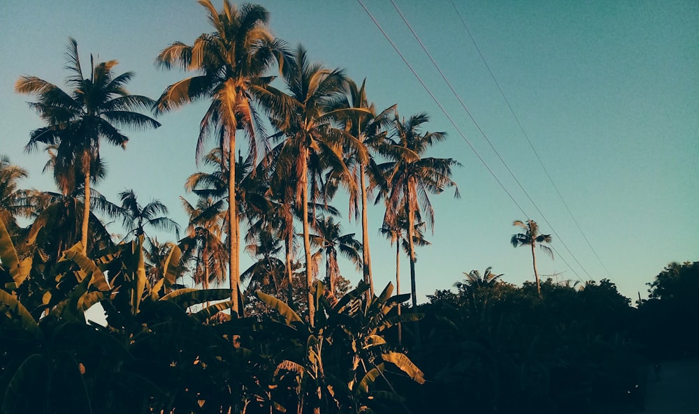 coconut trees