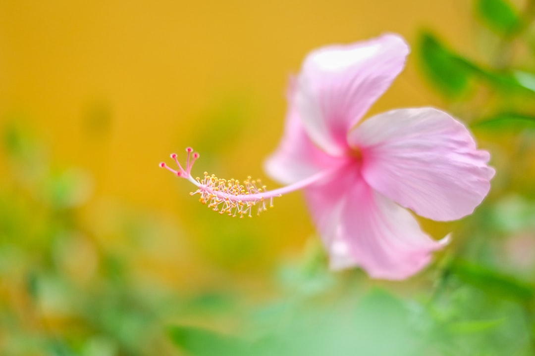 selective focus photography of pink hibiscus