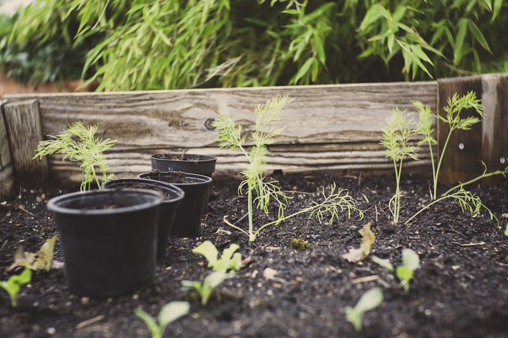 green herb with wooden fence