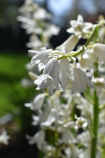 White bell-shaped flowers in bloom on green stems with a blurred, natural background.