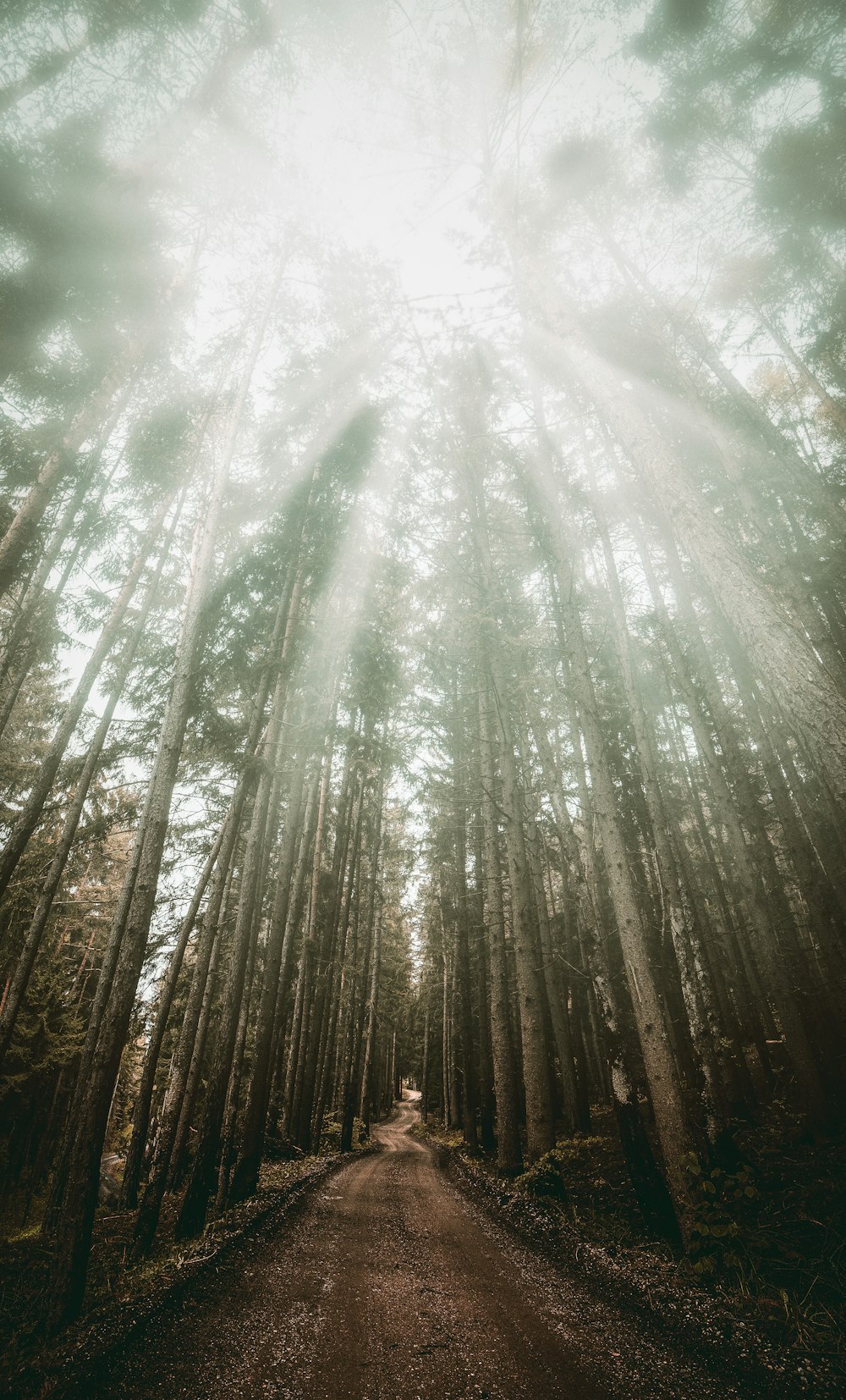 unpaved road under tall trees