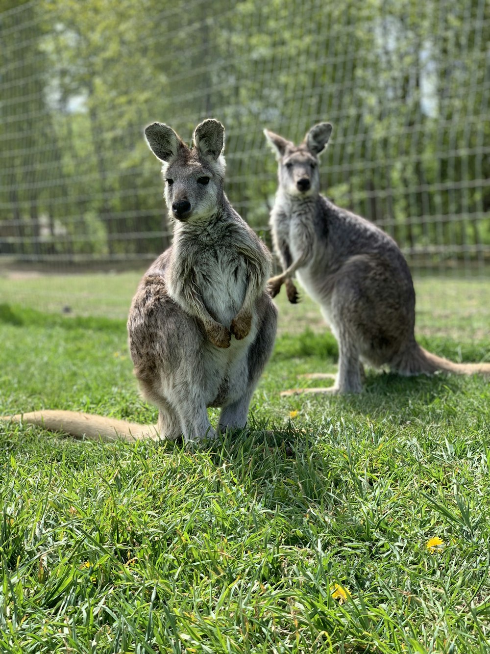 two kangaroos