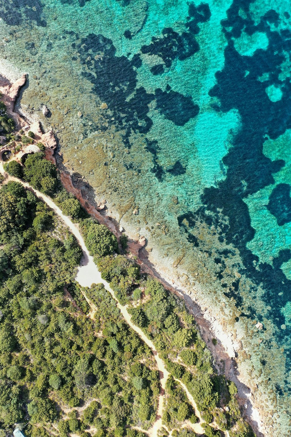 aerial photography of green trees beside seashore