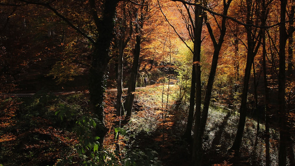 brown leaf trees during daytime