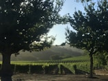 A peaceful view of the vineyard landscape with hills in the background.