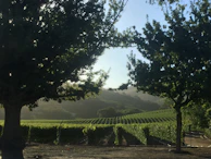 Wide shot of the Loire vineyard landscape with a few qigong practitioners spaced out, embracing nature.