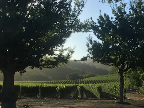 A serene vineyard landscape inviting visitors to connect.