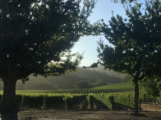 A serene vineyard landscape framed by two large, leafy trees in the foreground. The rows of grapevines stretch into the distance, basking in soft sunlight. The background reveals gentle rolling hills under a clear sky.