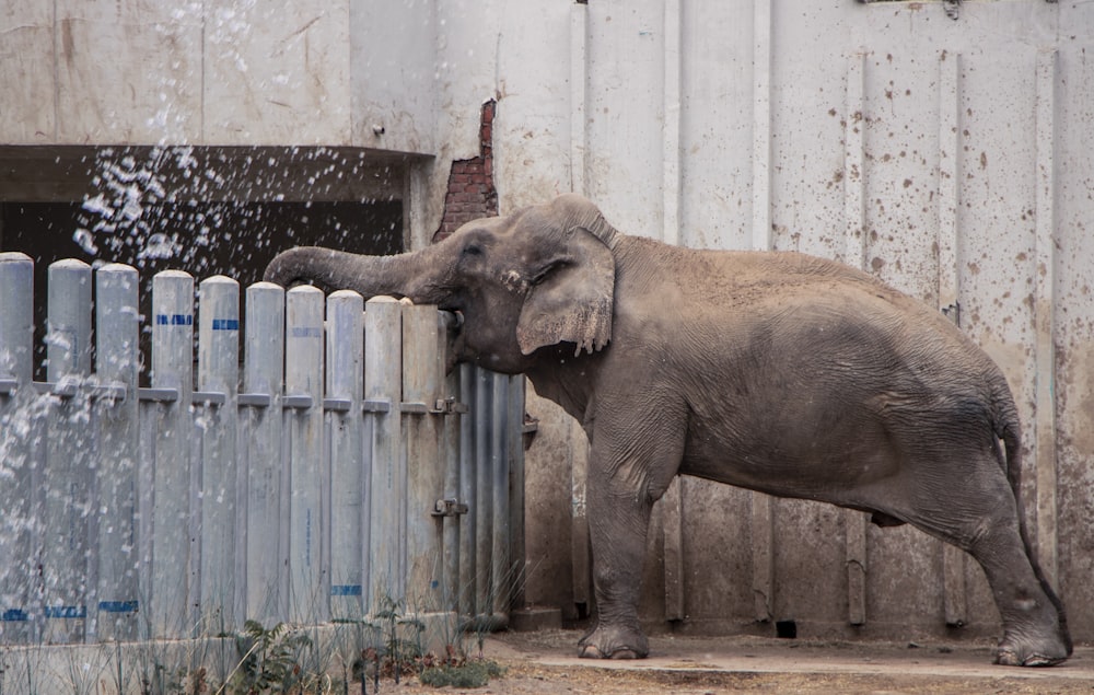 grey elephant reaching over the fence