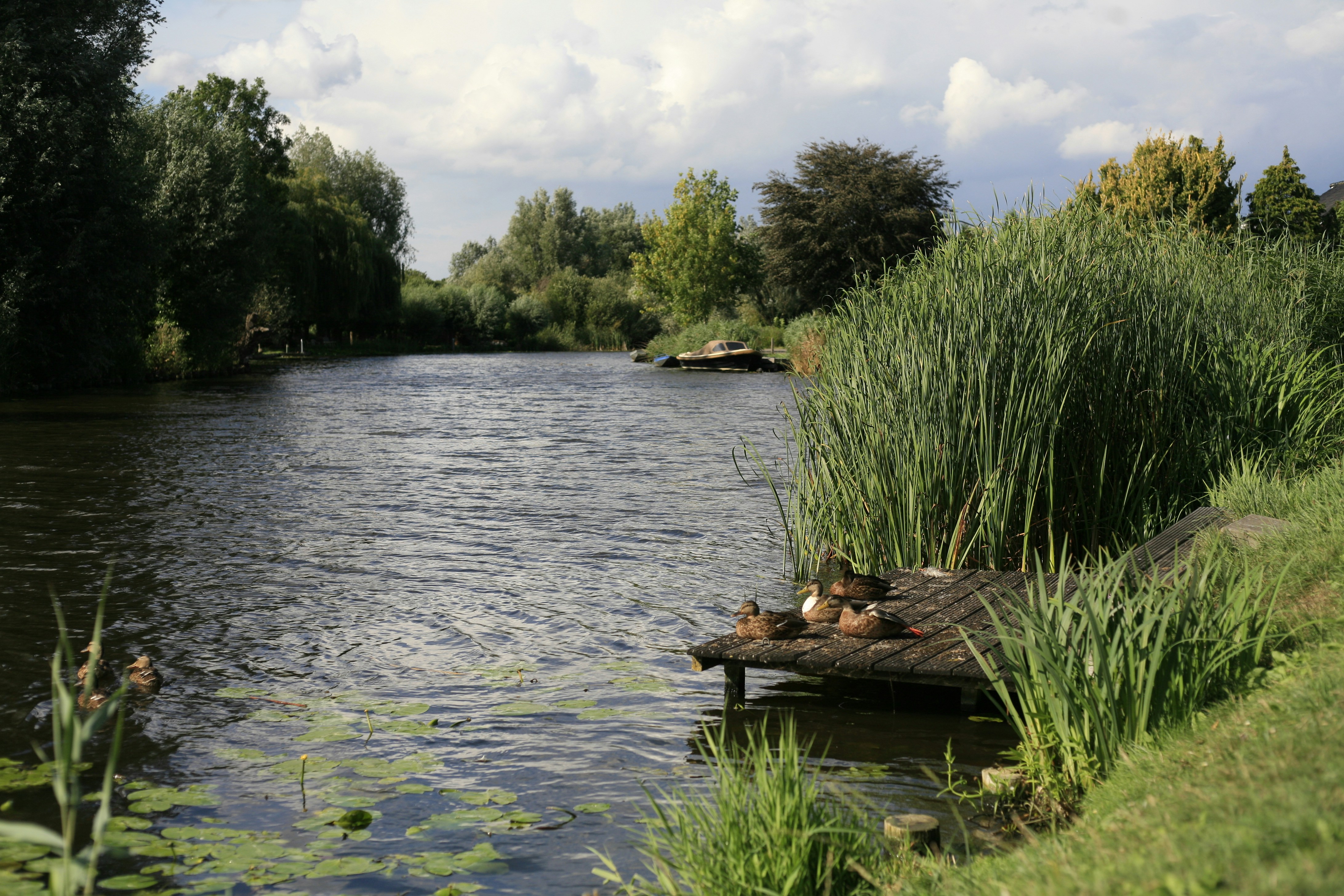 Парк гагарина самара пруд. Огромный пруд на участке. Пруды на лобачевского. Пруд в белоусово калужской области. Теплые пруды.