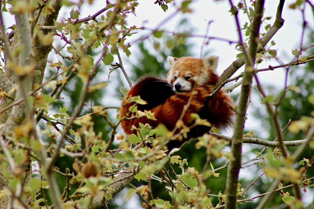 shallow focus photo of red panda