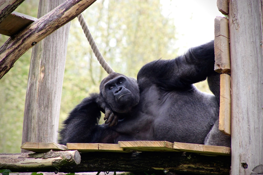 Gorila negro tumbado sobre una superficie de madera