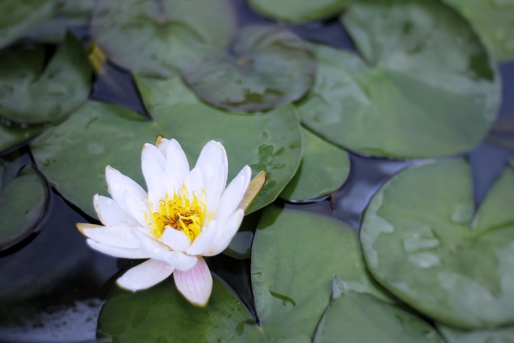 white and yellow lotus flower