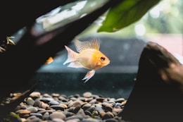 yellow pet fish