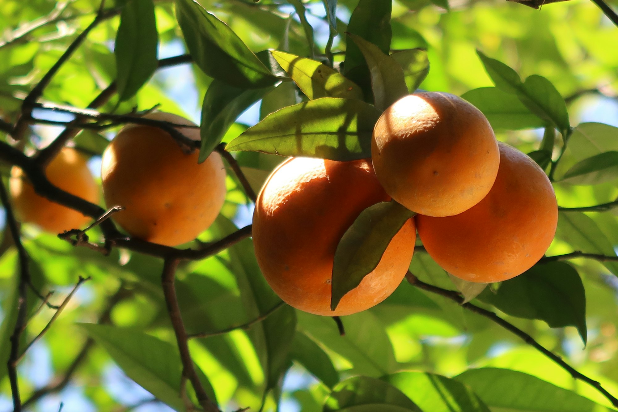 Citrus Fruit Trees