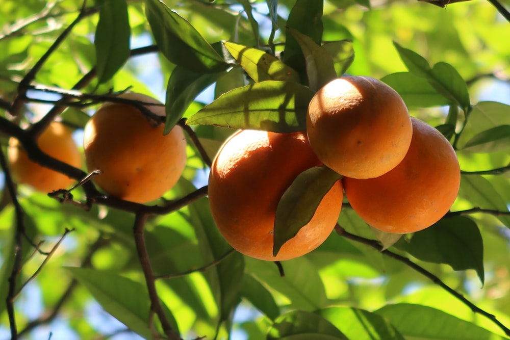 orange fruits