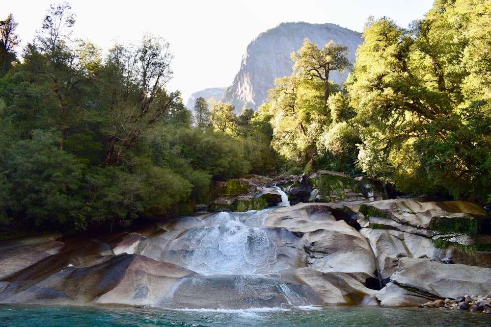 Fiume marrone oltre agli alberi verdi