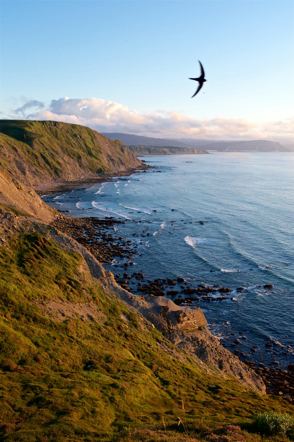 black bird flying on sky