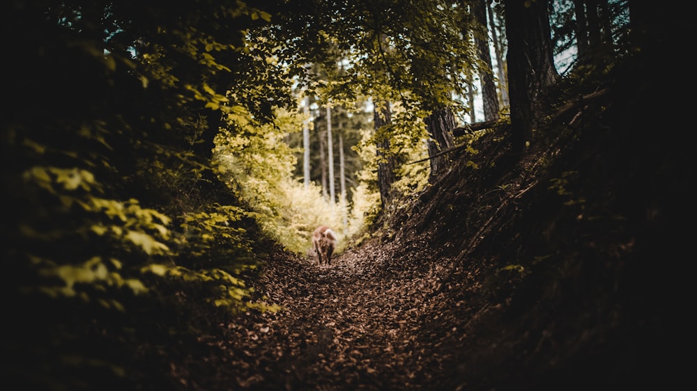 pathway between trees