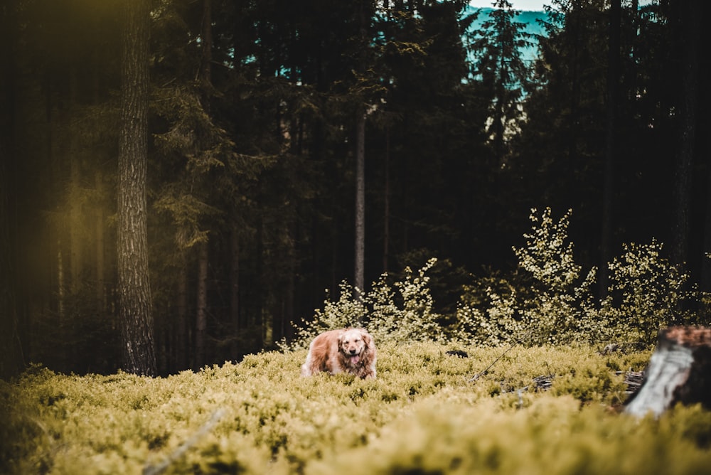 yellow Labrador retriever on green field surrounded with tall and green trees