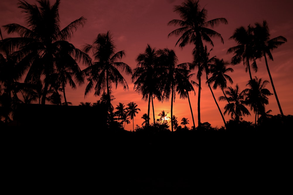 silhouette of tall coconut trees under orange sky at dusk