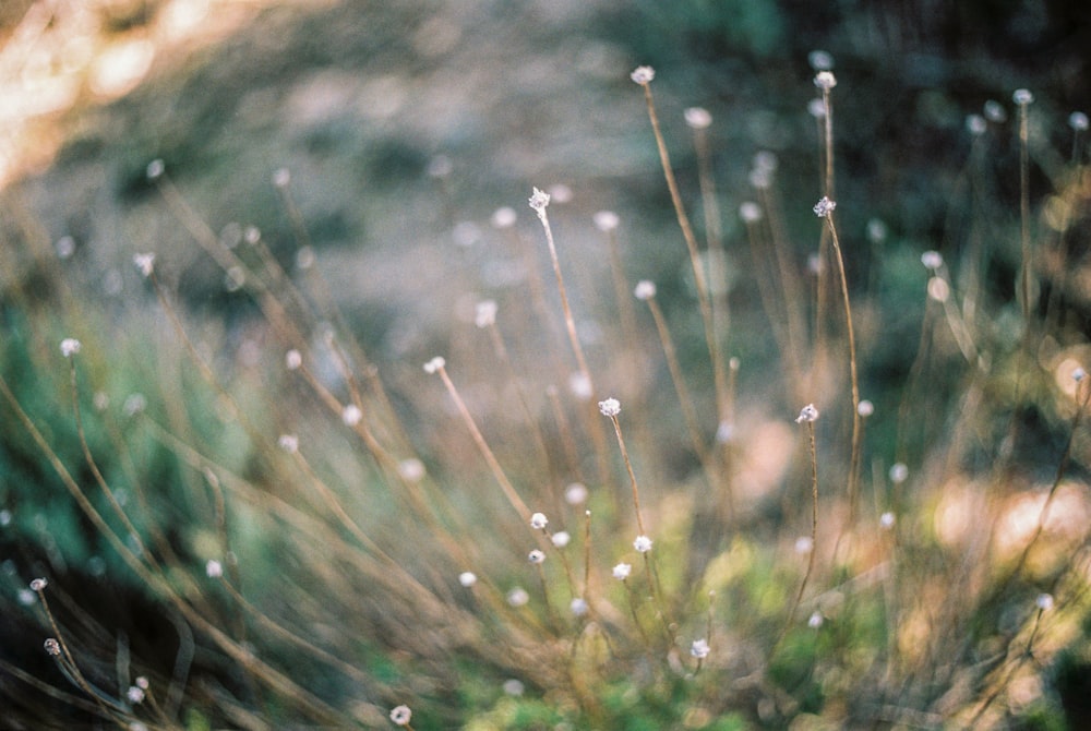 blooming white flowers