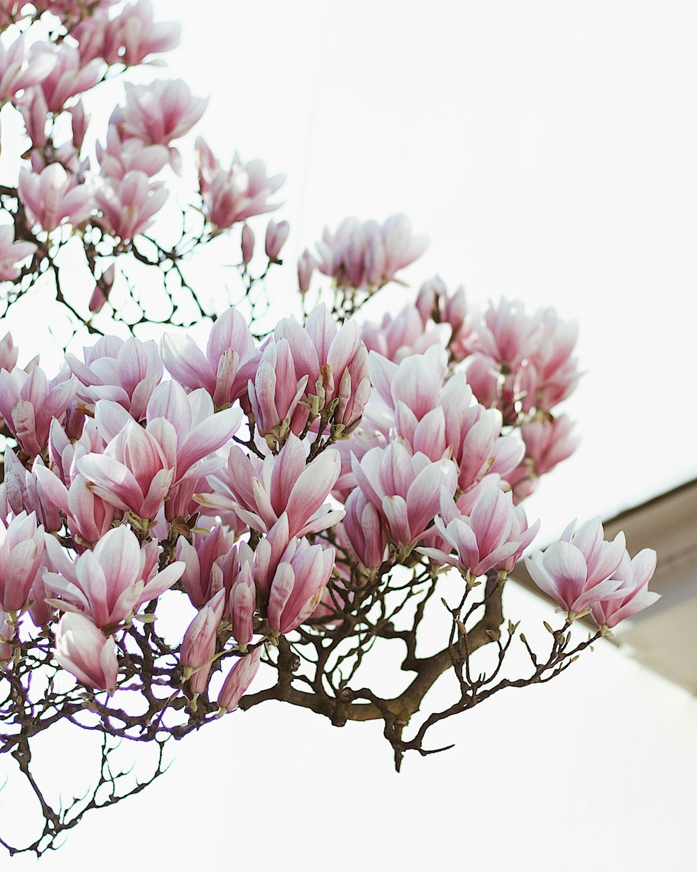 pink cherry blossom flowers under clear sky