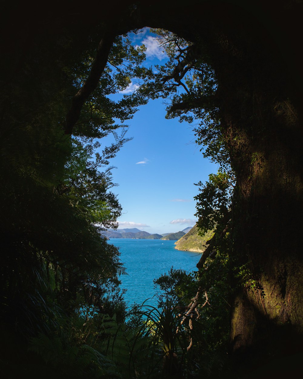 trees in mouth of cave in beach