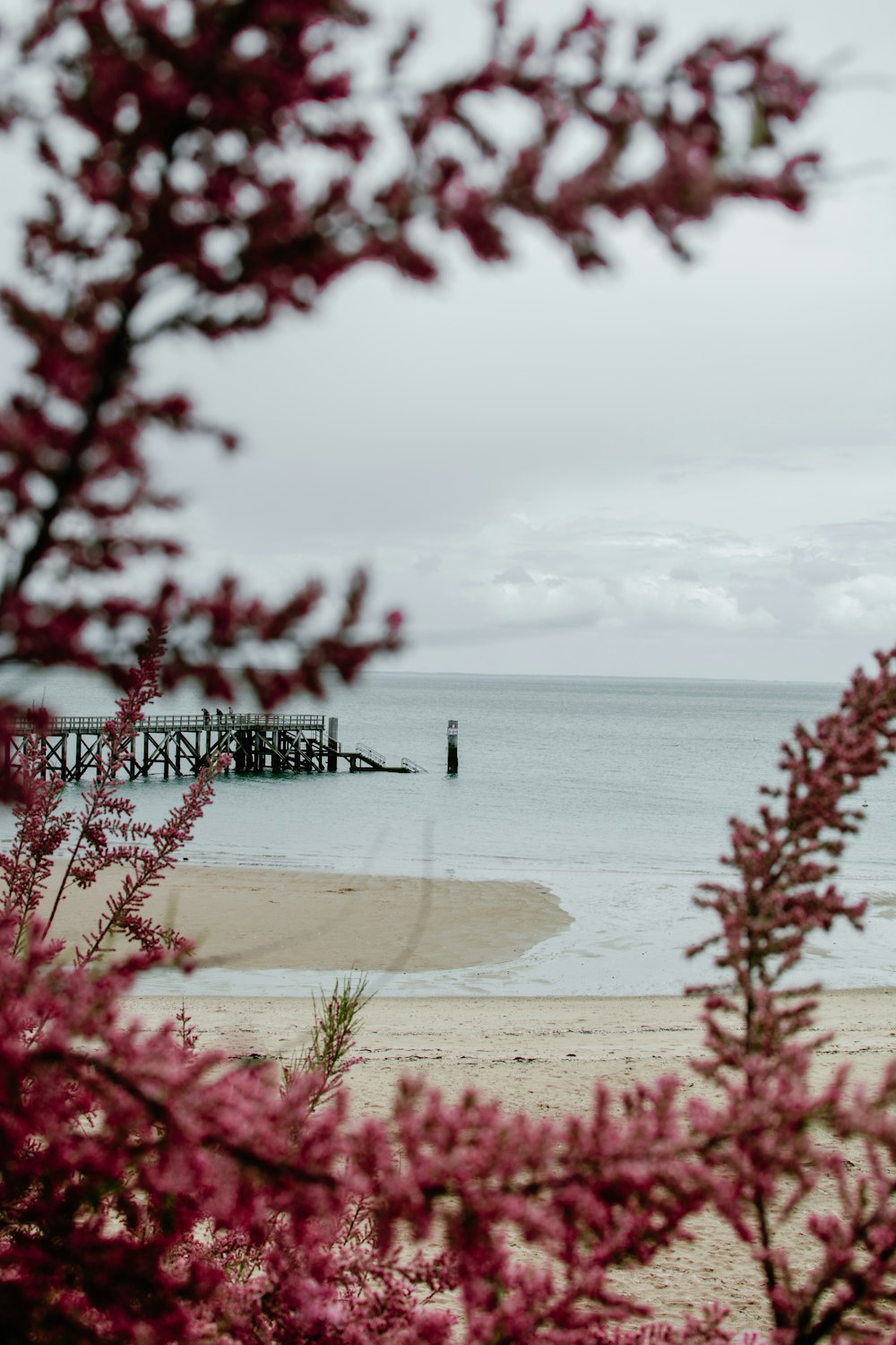 red flower buds and dock at distance on shore