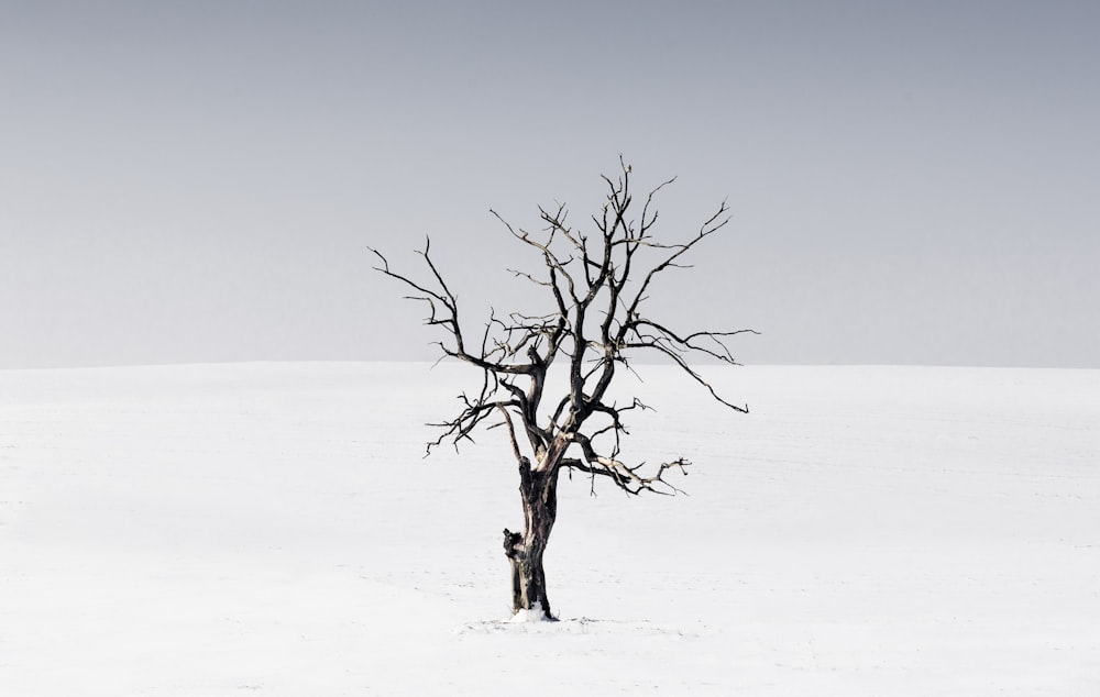 Árbol desnudo en medio de la nieve