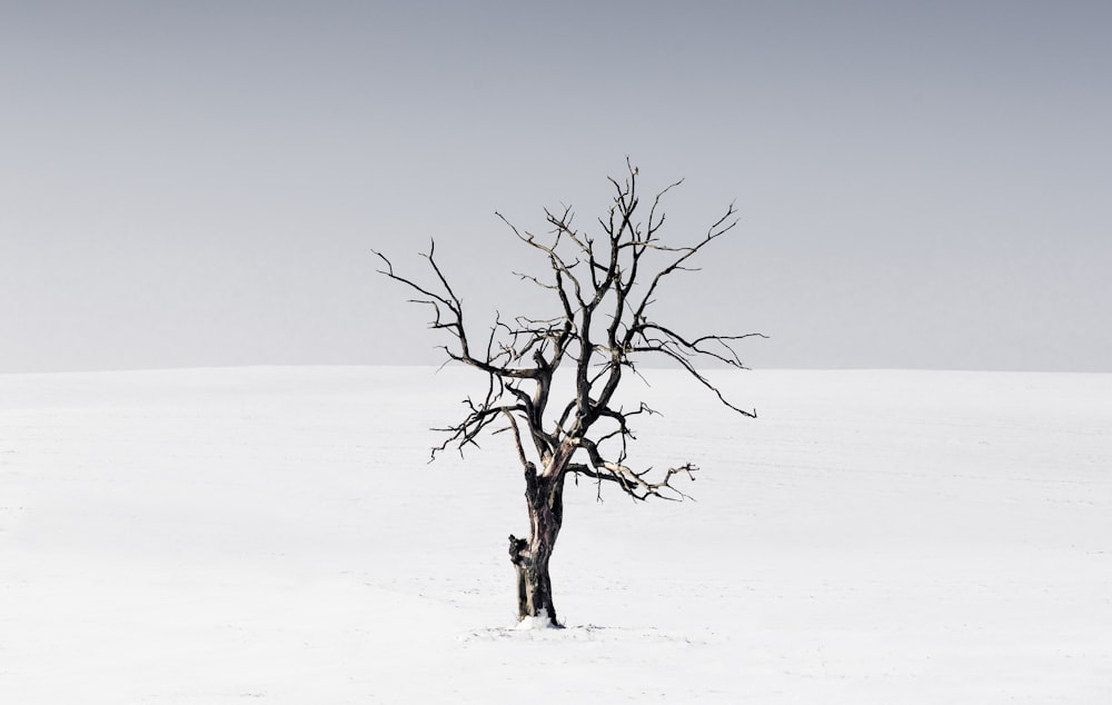 bare tree in the middle of snow