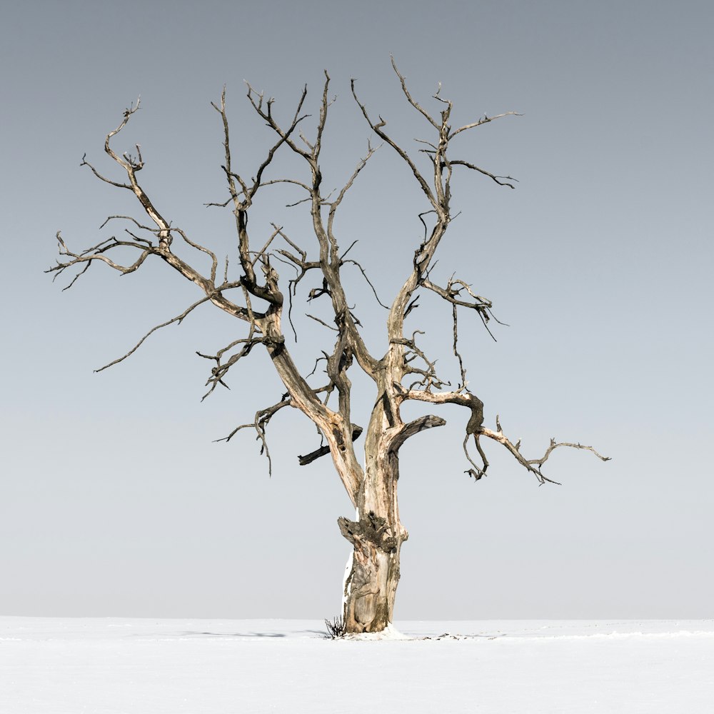 brown bare tree surrounded by snow