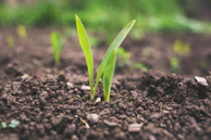 green plant sprouting at daytime