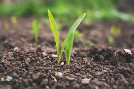 green plant sprouting at daytime