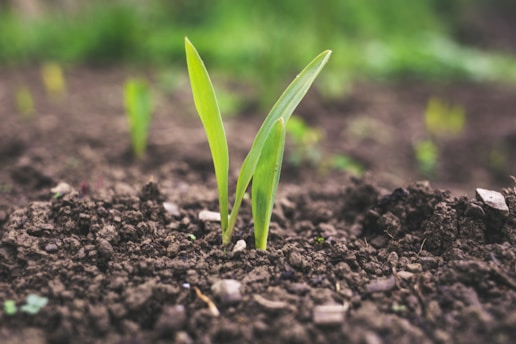 Close-up of a vibrant green plant sprouting in healthy, nutrient-rich soil under daylight, symbolizi