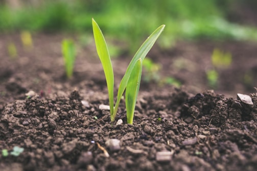 green plant sprouting at daytime