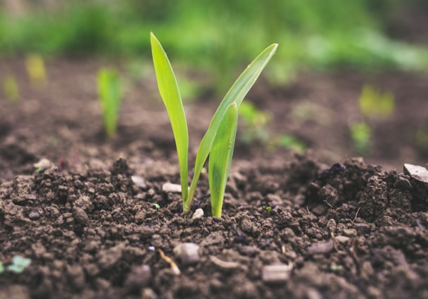 green plant sprouting at daytime