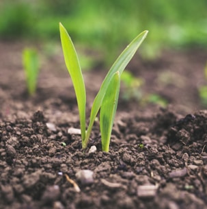 green plant sprouting at daytime