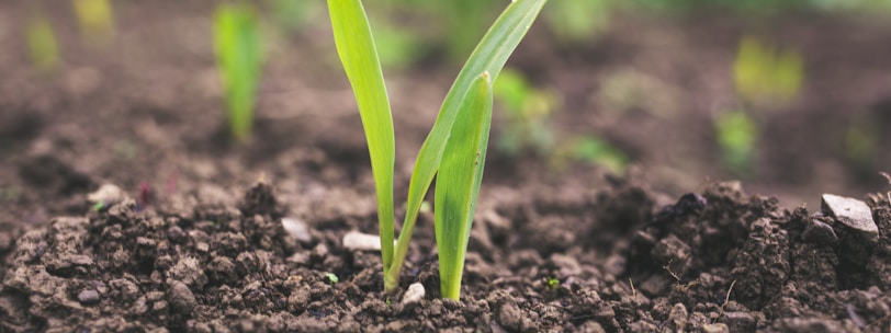 green plant sprouting at daytime