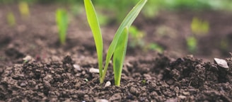 green plant sprouting at daytime