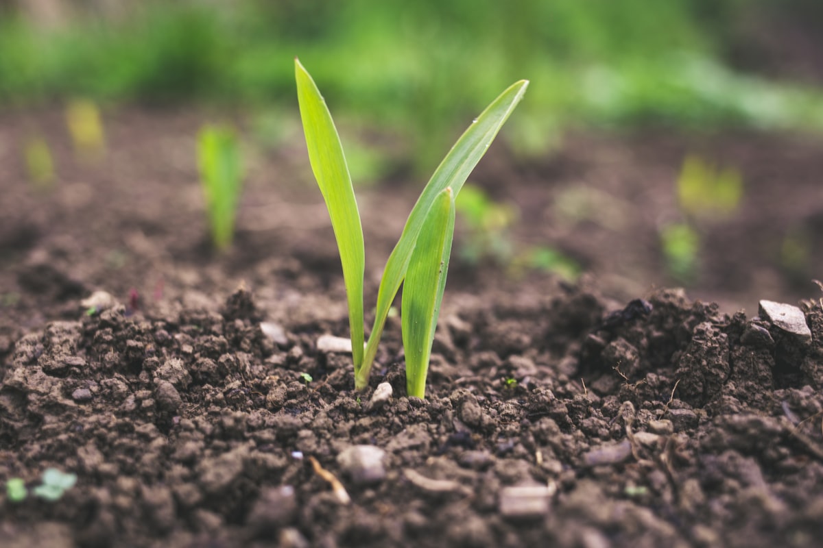 Tecnologia Agraria e Biotecnologie
