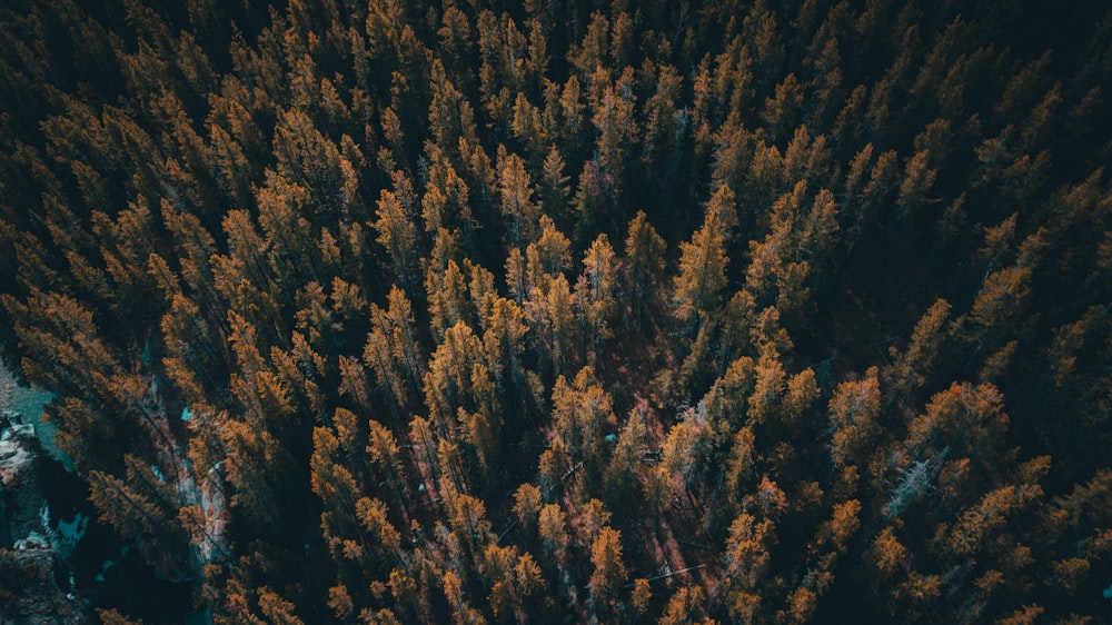 aerial photography of pine trees