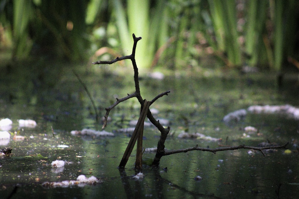 twig in body of water