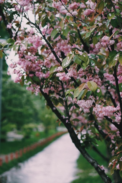 close-up photo of pink petaled flowers